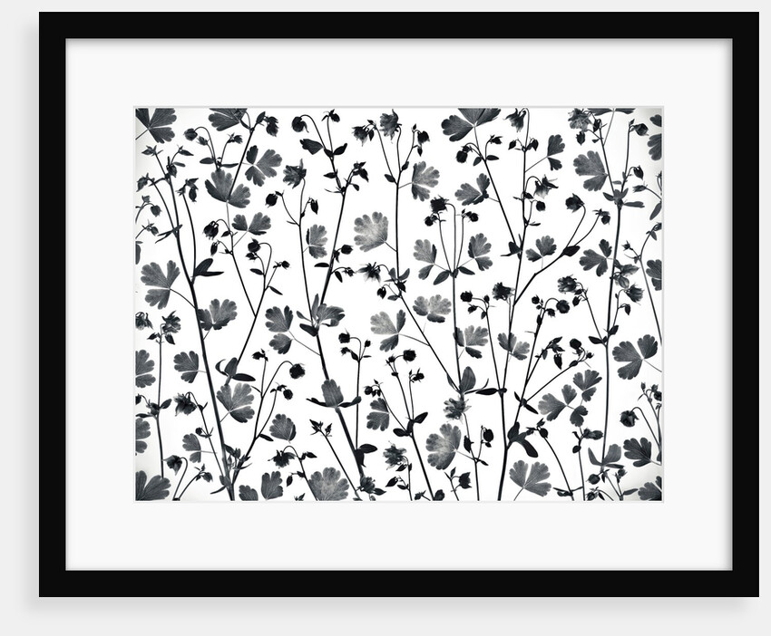 Columbine Aquilegia flowers by Assaf Frank